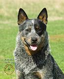 Australian Cattle Dog 9F061D-03